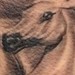 Tattoos - pegasus horse tattoo - 52769